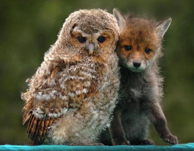 an owl and its baby are sitting together