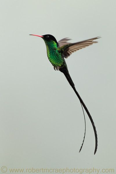 a hummingbird flying through the air with its wings spread