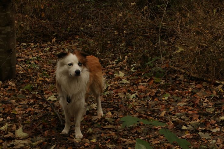 a brown and white dog standing on top of leaf covered ground next to a tree