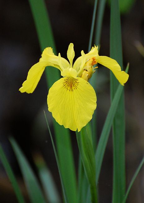 a yellow flower with long green stems in the foreground and another plant in the background