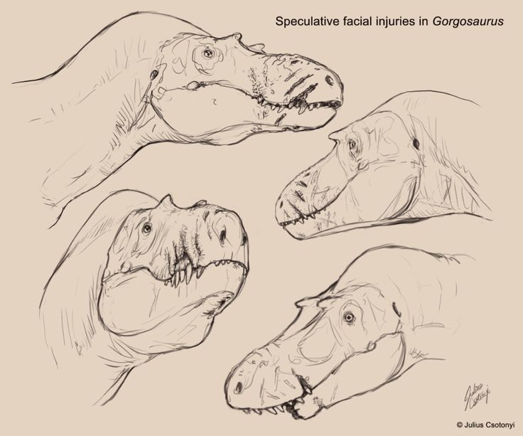 three different types of alligators are shown in this drawing