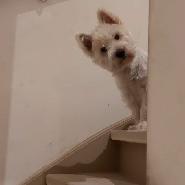 a small white dog sitting on top of a set of stairs next to a wall