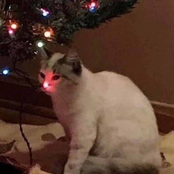 a white cat sitting under a christmas tree with red lights on it's eyes