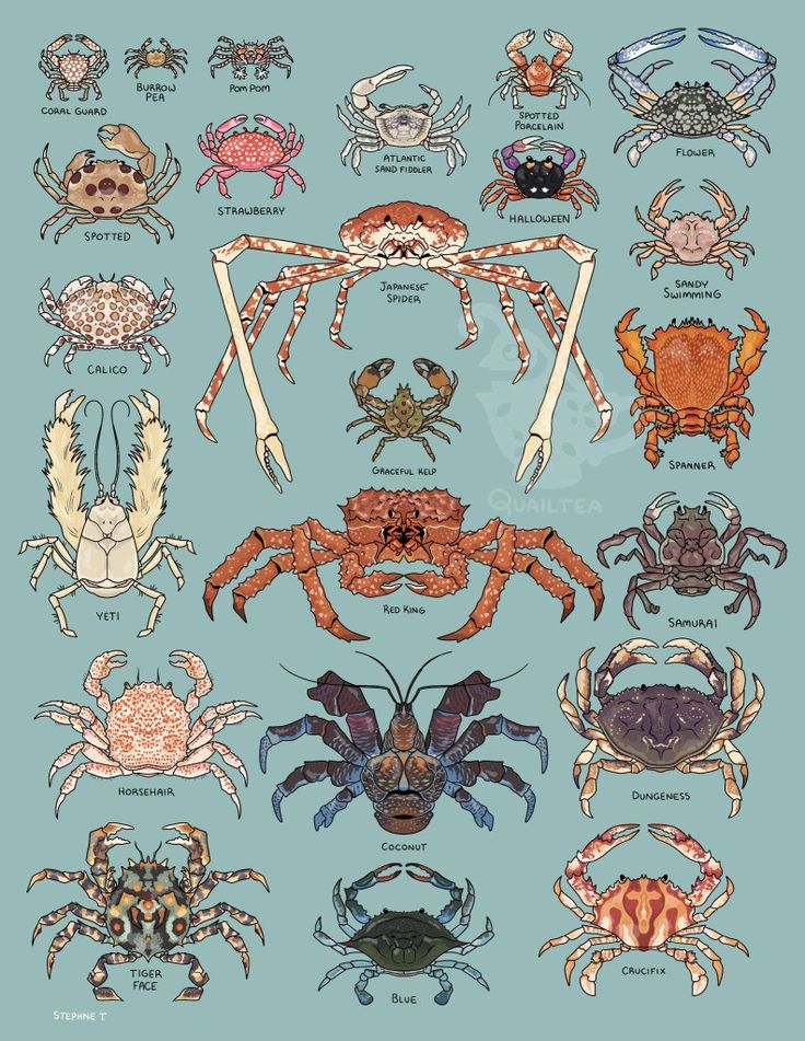 the different types of crabs and their names