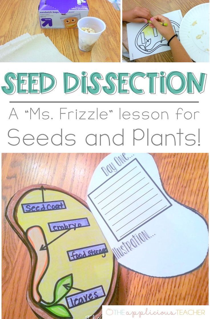 seed dissection activity for kids to practice seeds and plants with the help of printable materials