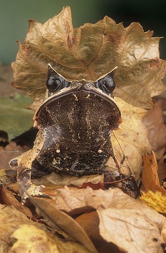 a close up of a frog's face in the leaves