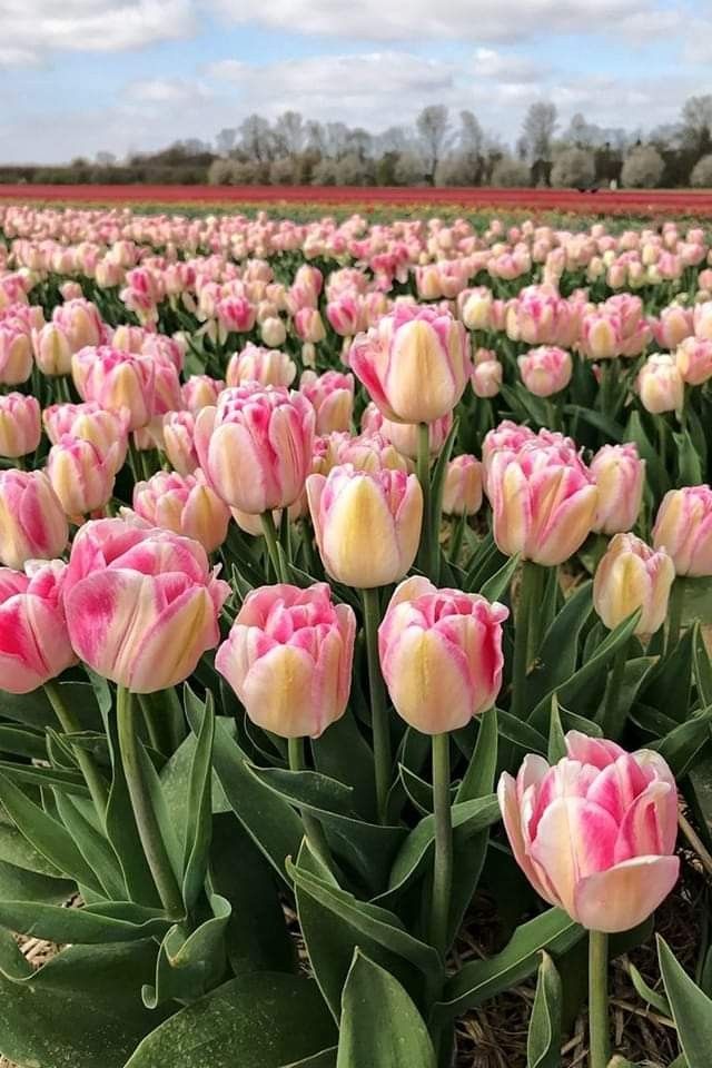 many pink and white tulips in a field