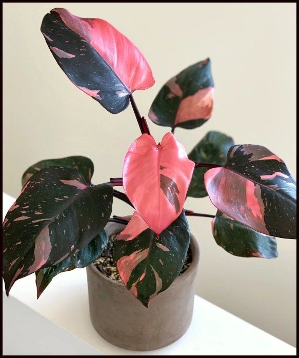 a potted plant with pink and green leaves