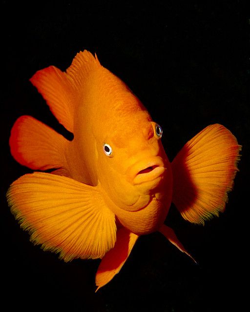 a yellow fish with blue eyes is looking at the camera while it's dark