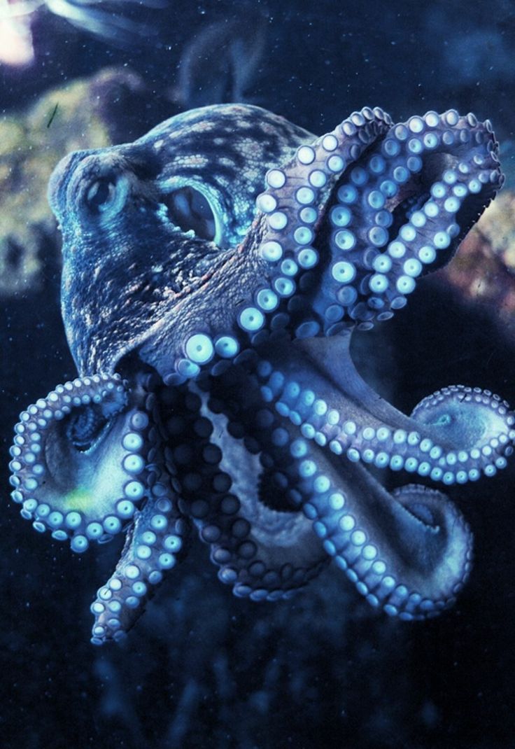 an octopus is swimming in the water