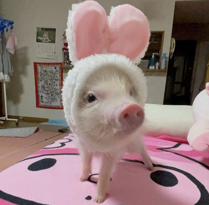 a small pig wearing bunny ears on top of a pink bed sheet in a room