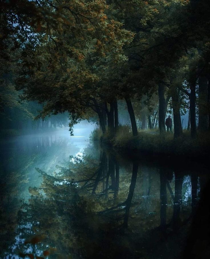 an image of a foggy forest scene with trees in the foreground and water on the other side