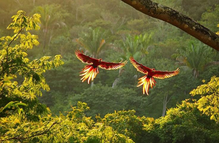 two red birds flying through the air above trees