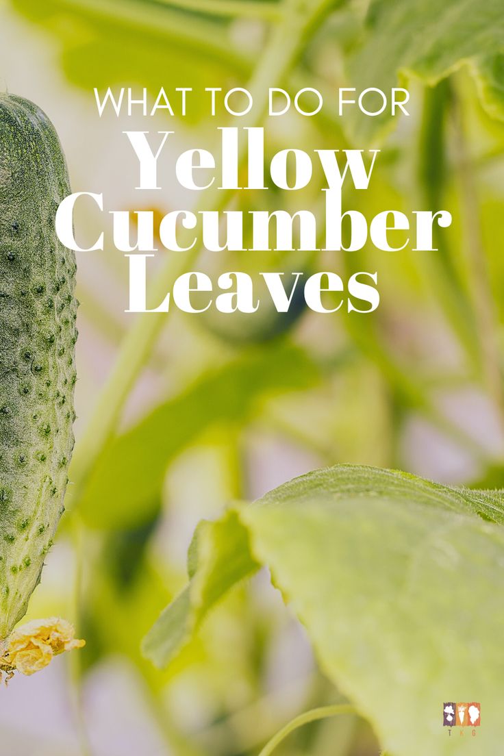 what to do for yellow cucumber leaves in the garden? with text overlay that reads, what to do for yellow cucumber leaves