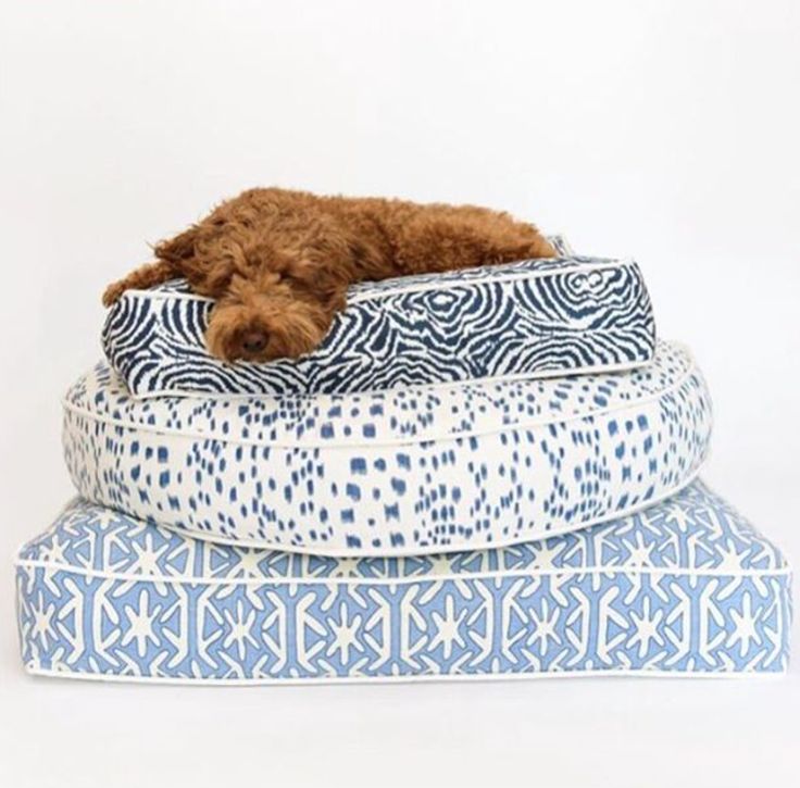 a brown dog laying on top of three blue and white pillows in front of a white background