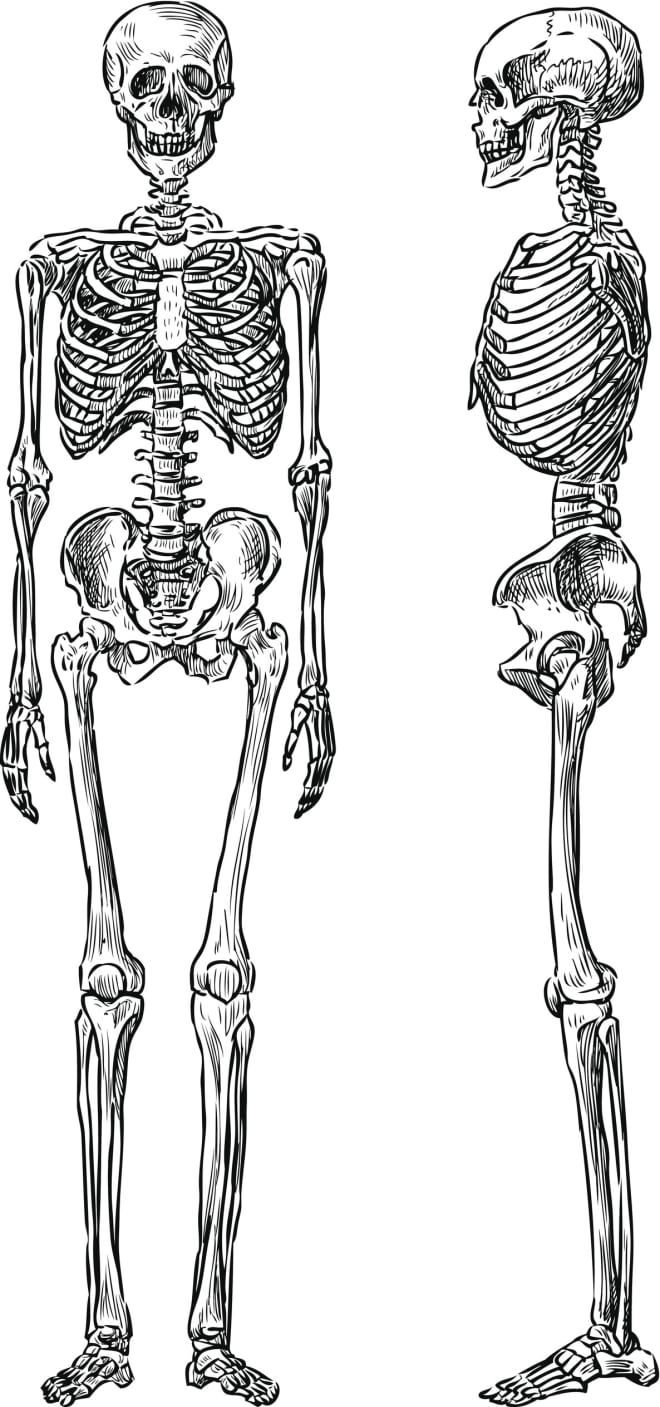 two human skeletons standing side by side