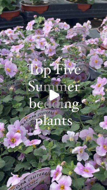 pink flowers are growing in pots with the words top five summer bedding plants on them