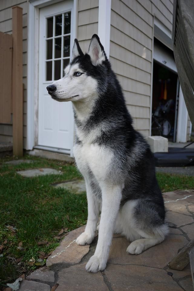 a black and white husky dog sitting in front of a house