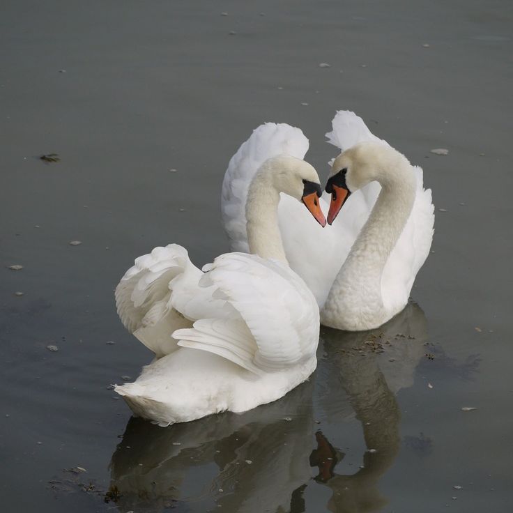 two white swans swimming in the water with their necks touching each other's heads