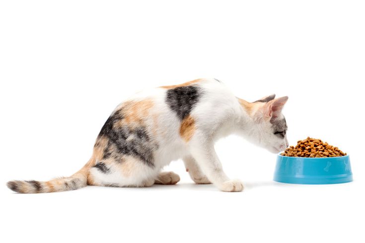 a calico cat eating out of a blue bowl on the floor next to it's food