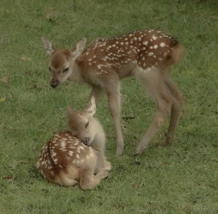 two baby deers are playing in the grass