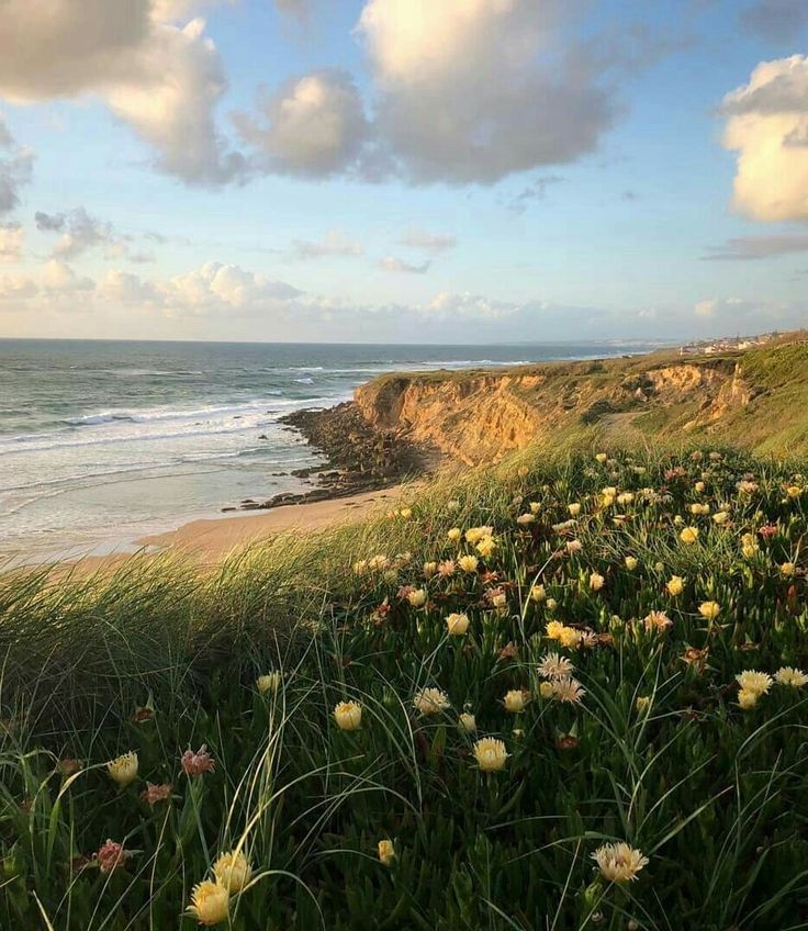 flowers growing on the side of a cliff by the ocean