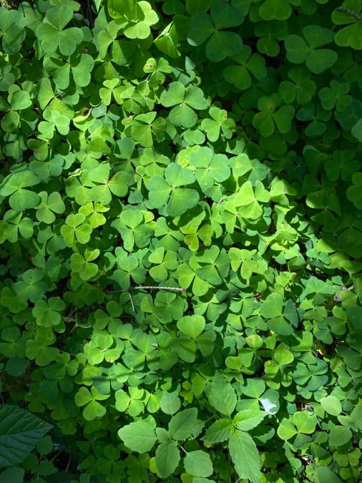 green leaves are growing on the side of a tree