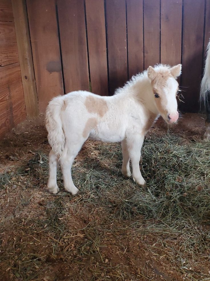 a small white pony standing next to a wooden fence in the hay covered barn area