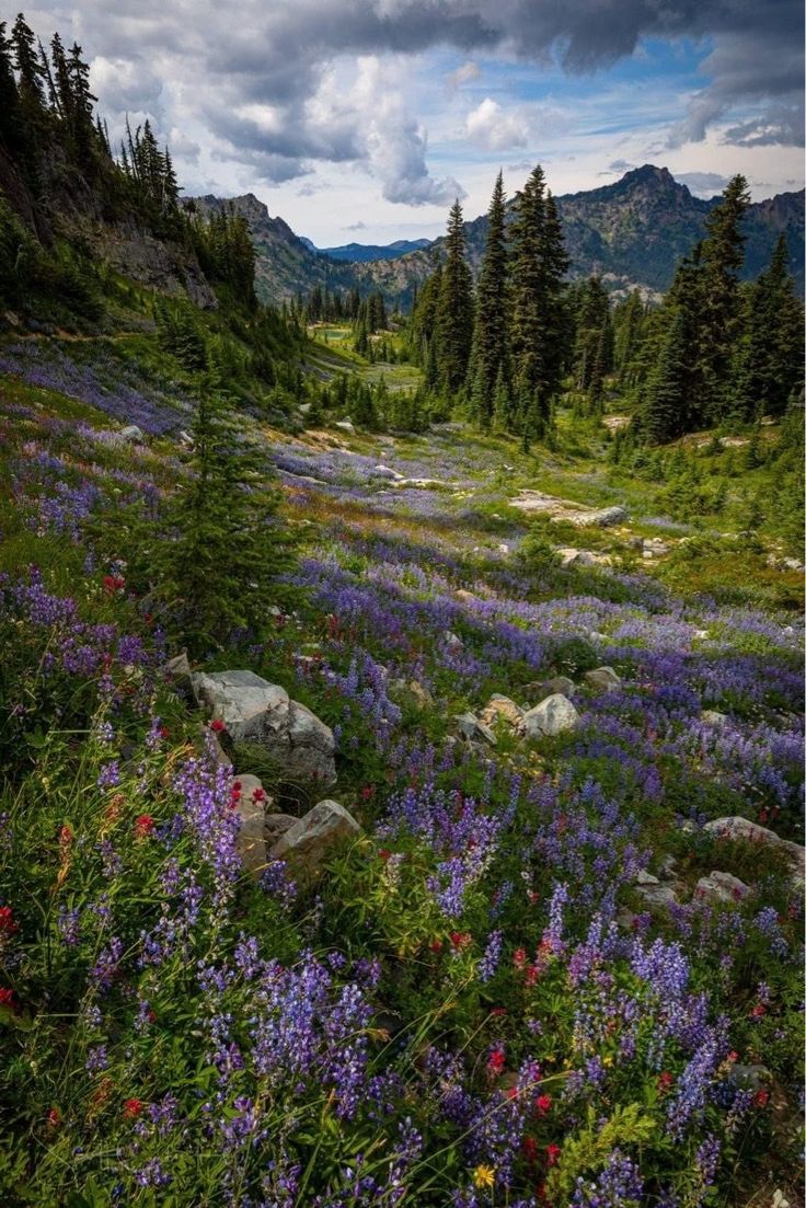 wildflowers and rocks in the mountains under a cloudy sky