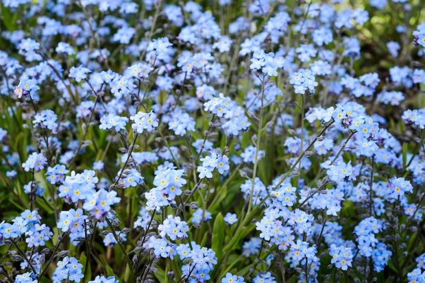 small blue flowers are growing in the grass