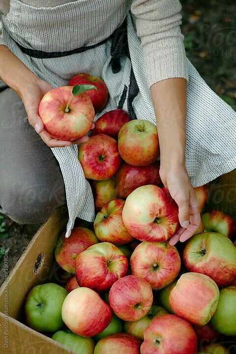 a woman is picking apples from a box