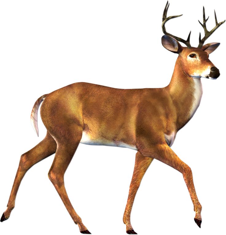 an image of a deer that is walking