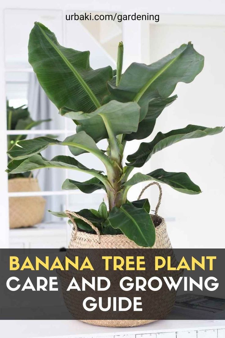 a banana tree plant in a basket with text overlay that reads, banana tree plant care and growing guide