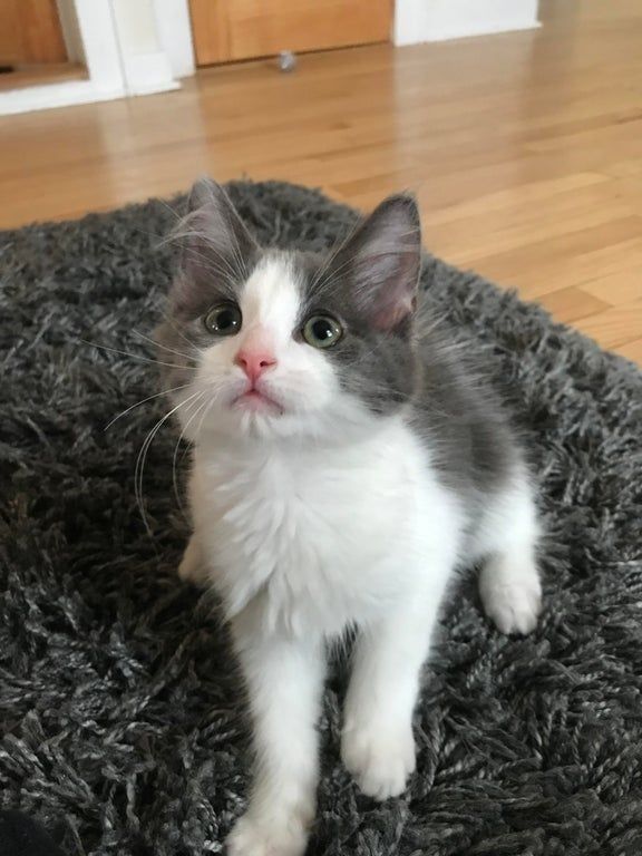 a gray and white cat sitting on top of a rug