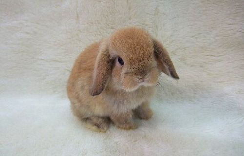 a small brown rabbit sitting on top of a white blanket