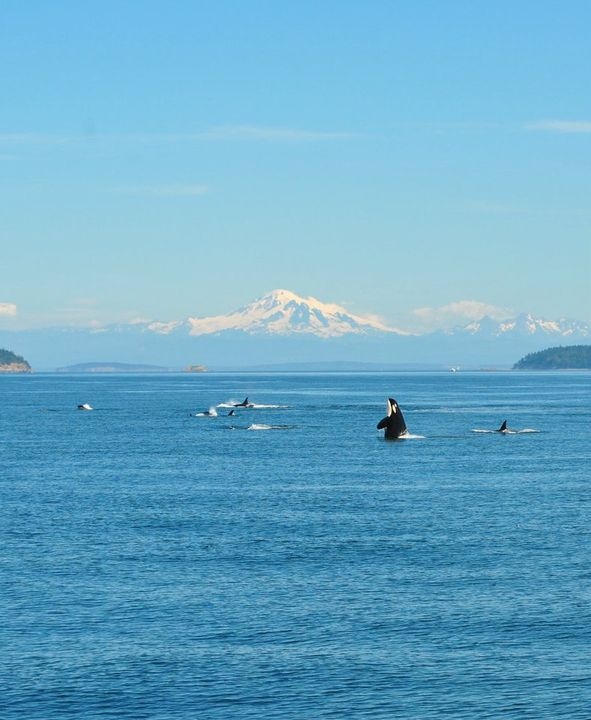 people are swimming in the ocean with mountains in the backgrouds and blue sky