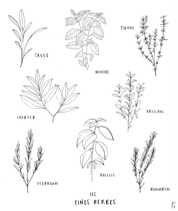 the different types of herbs drawn by hand