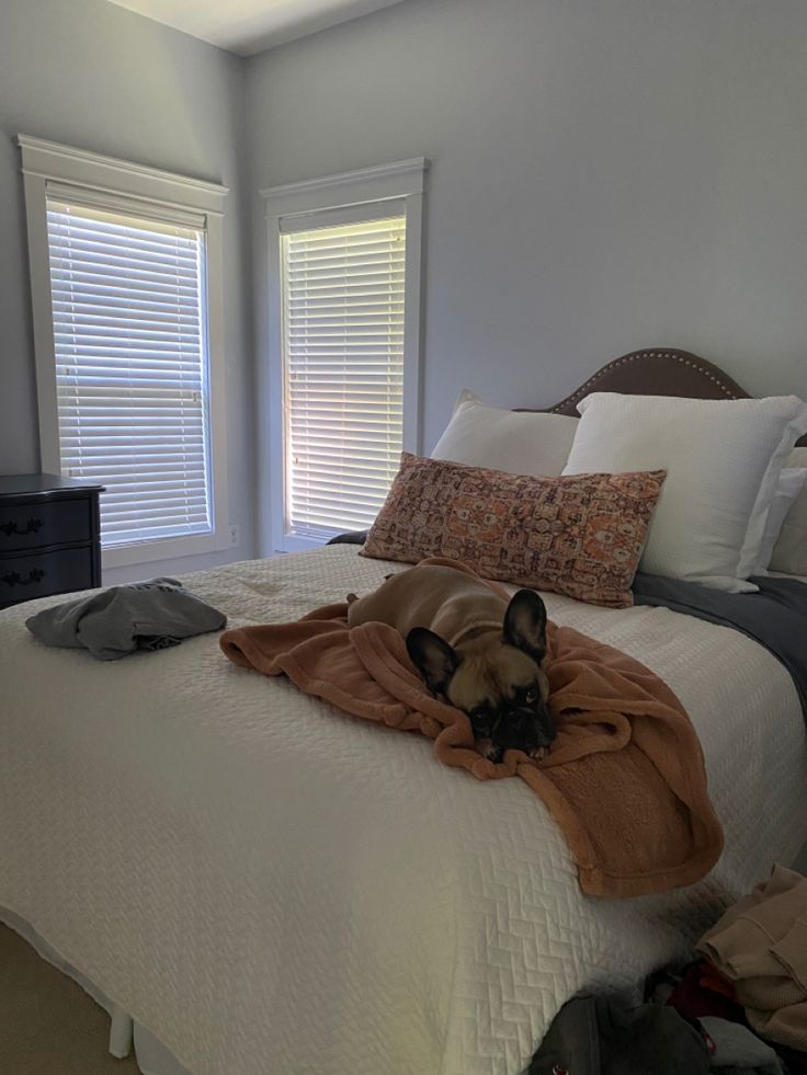 a dog laying on top of a bed next to two windows with blind shades open