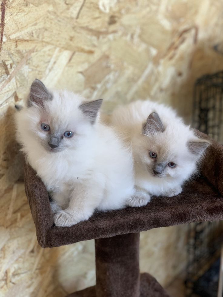 two white kittens sitting on top of a cat tree