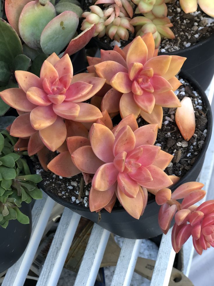 several succulents are in black pots on a white table top, one is pink and the other is green