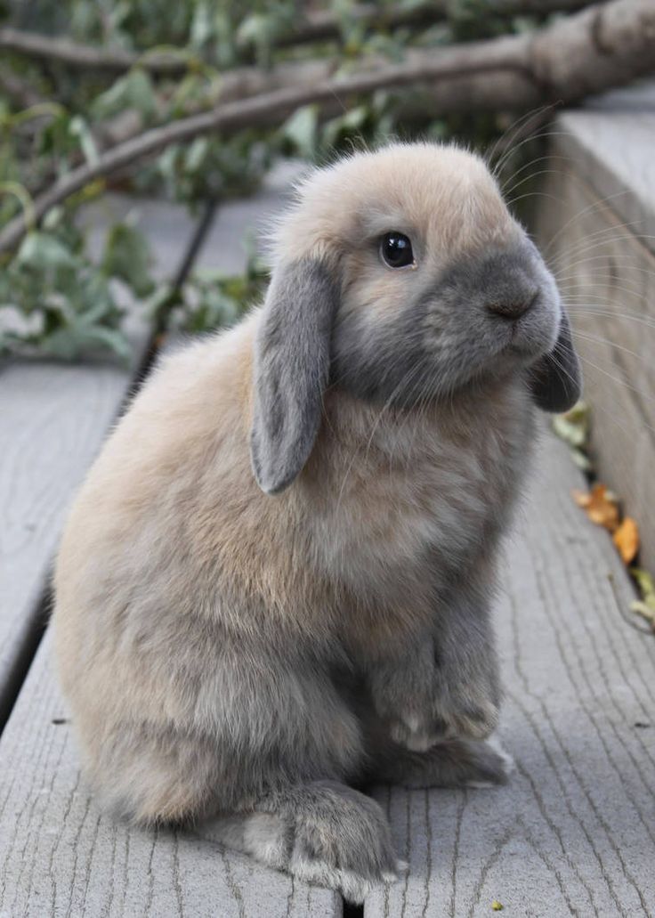 a small rabbit sitting on top of a wooden floor