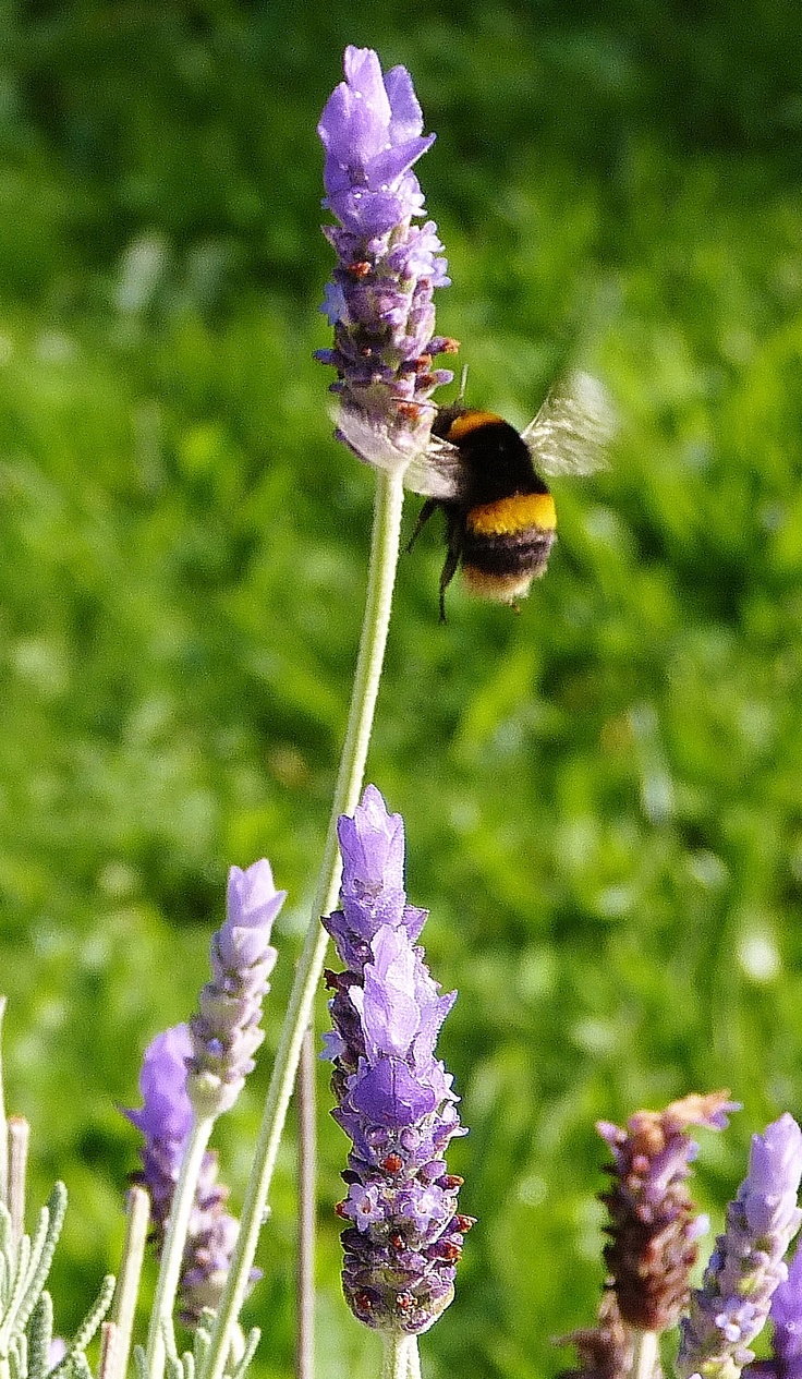 a bee is flying over some purple flowers