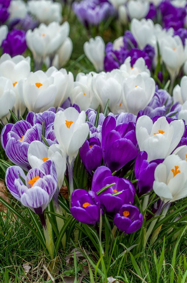 many purple and white flowers in the grass