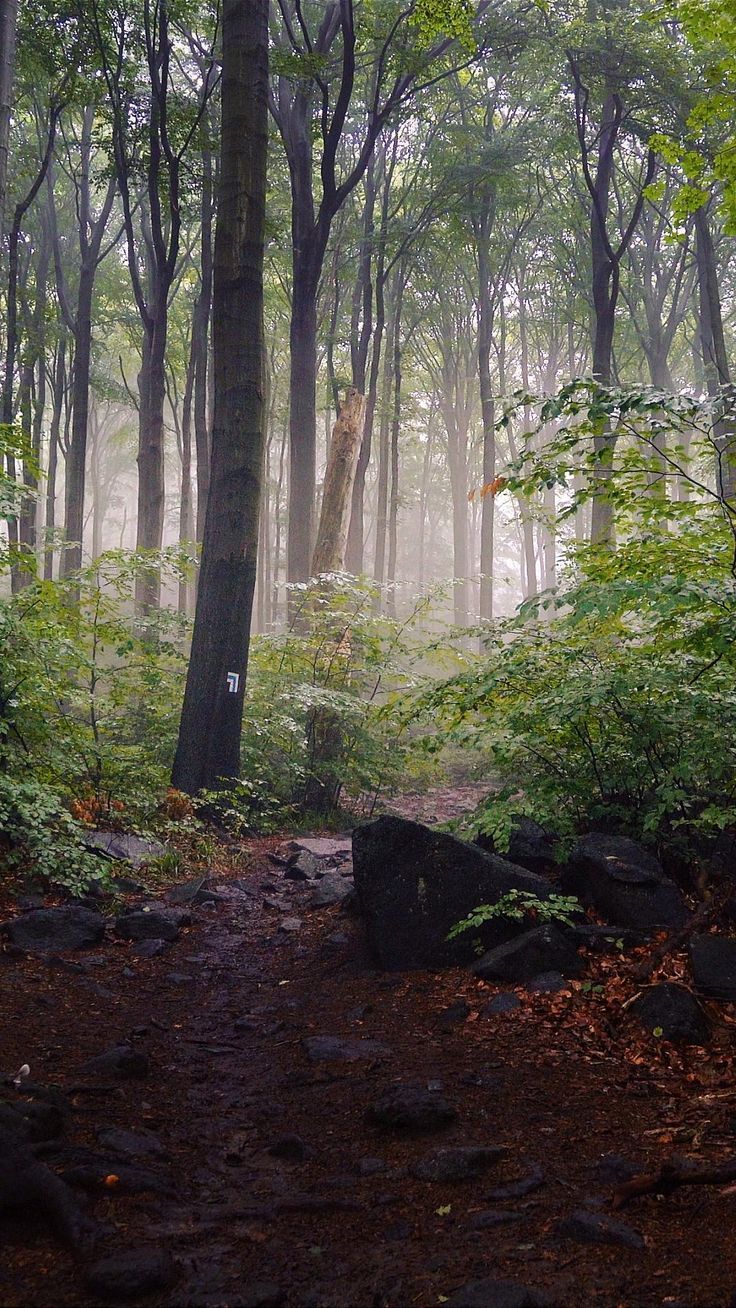 a path in the woods with trees and rocks on both sides, surrounded by fog