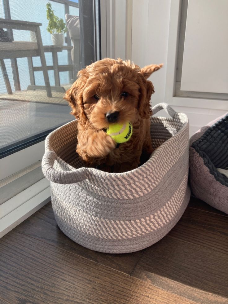 a small brown dog sitting in a basket with a tennis ball in it's mouth