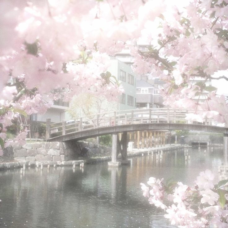 a bridge over a body of water surrounded by pink flowers