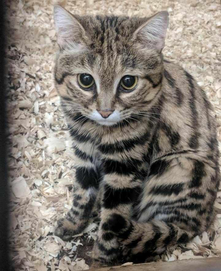 a striped cat sitting on top of wood chips