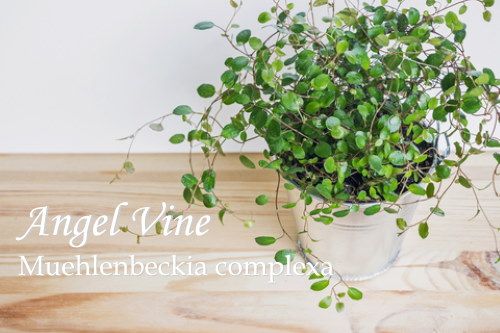 a potted plant sitting on top of a wooden table