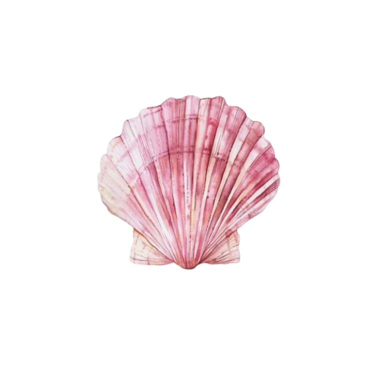 a pink sea shell on a white background