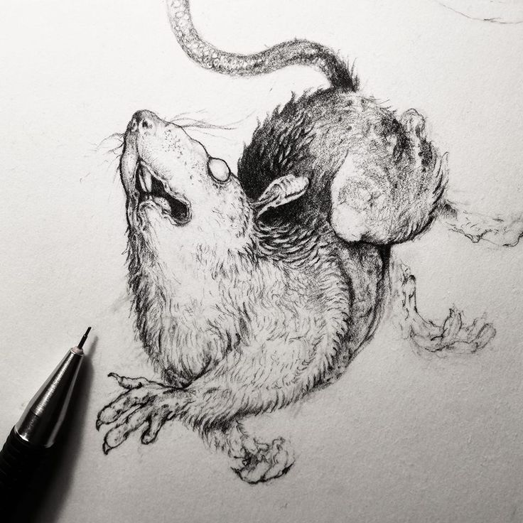 a drawing of a rat on paper with a pen